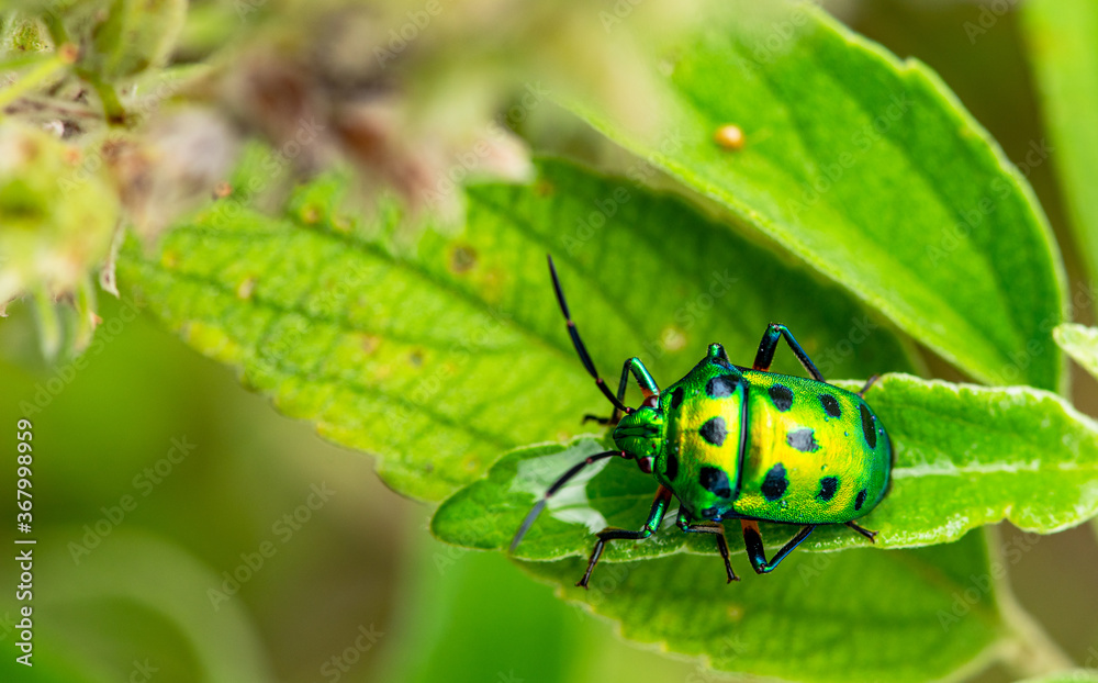 green bug on a leaf green bug on a leaf