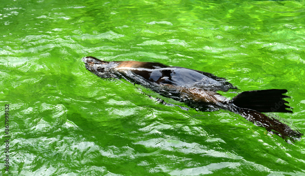Naklejka premium Northern fur seal (Callorhinus ursinus) swims underwater