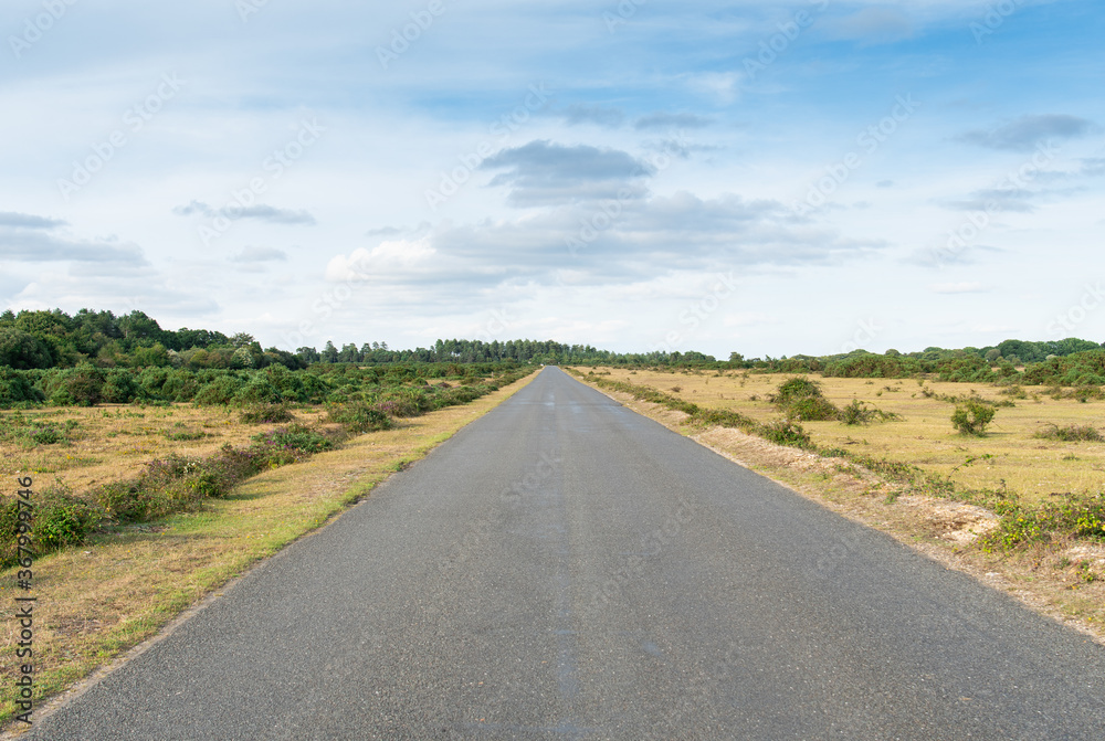 New Forest straight open roads with wild animals roaming the national park