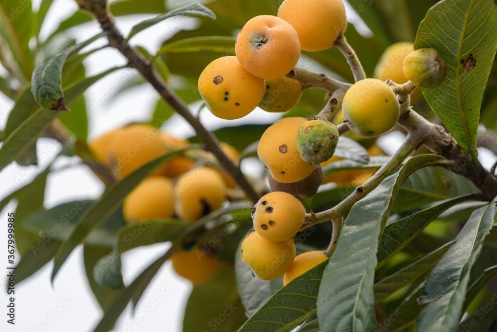 Beginning ripe Japanese Loquat fruits, Eriobotrya japonica, on the branch