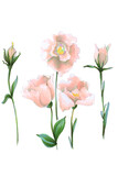 flower pink tenderness wedding eustoma leucandendron illustration