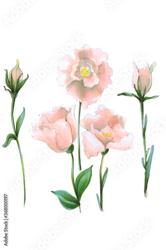 Fototapeta Naklejka Na Ścianę i Meble -  flower pink tenderness wedding eustoma leucandendron illustration
