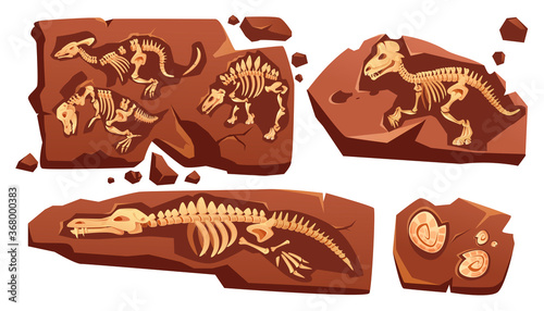 Fossil dinosaurs skeletons, buried snails shells, paleontology finds. Vector cartoon illustration of stone sections with bones of prehistoric reptiles and ammonites isolated on white background
