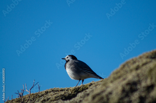 White wagtail outdoors on a rock with moss, in sunlight