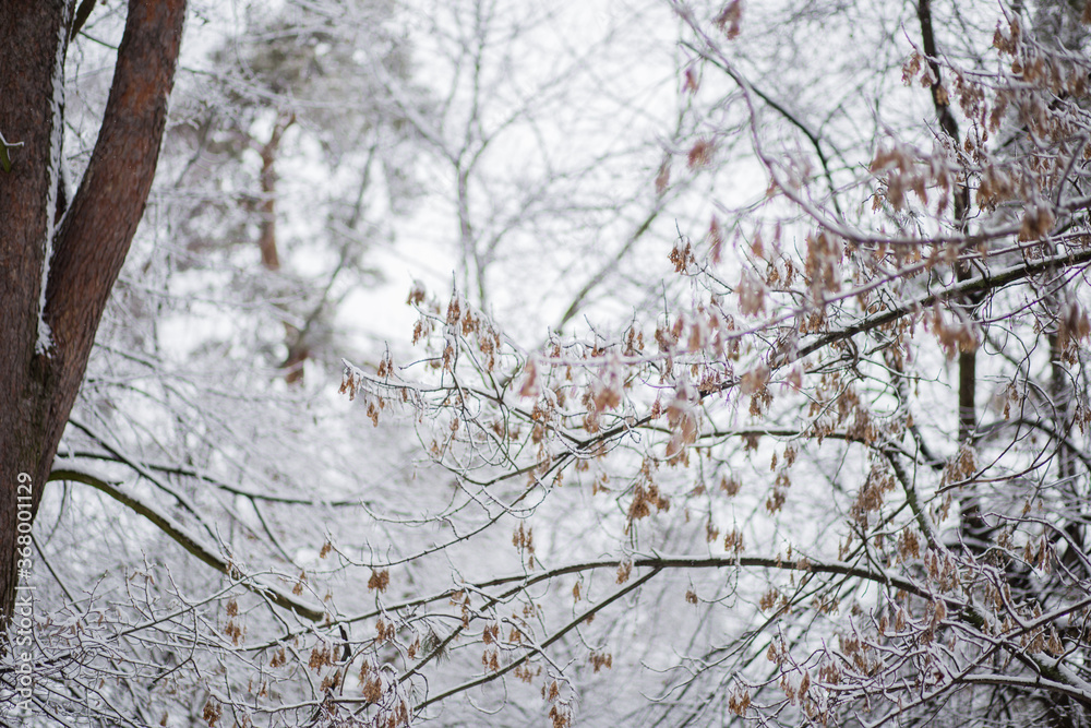 trees with a branches and leaves in snow in winter