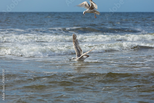 Dwie mewy w czasie polowania na ryby w morzu, Bałtyk