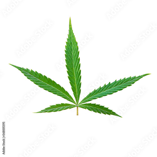 Sprout of hemp grass isolated on white background. Legalization of cannabis  marijuana  herbs concept. Young single marijuana leaf.