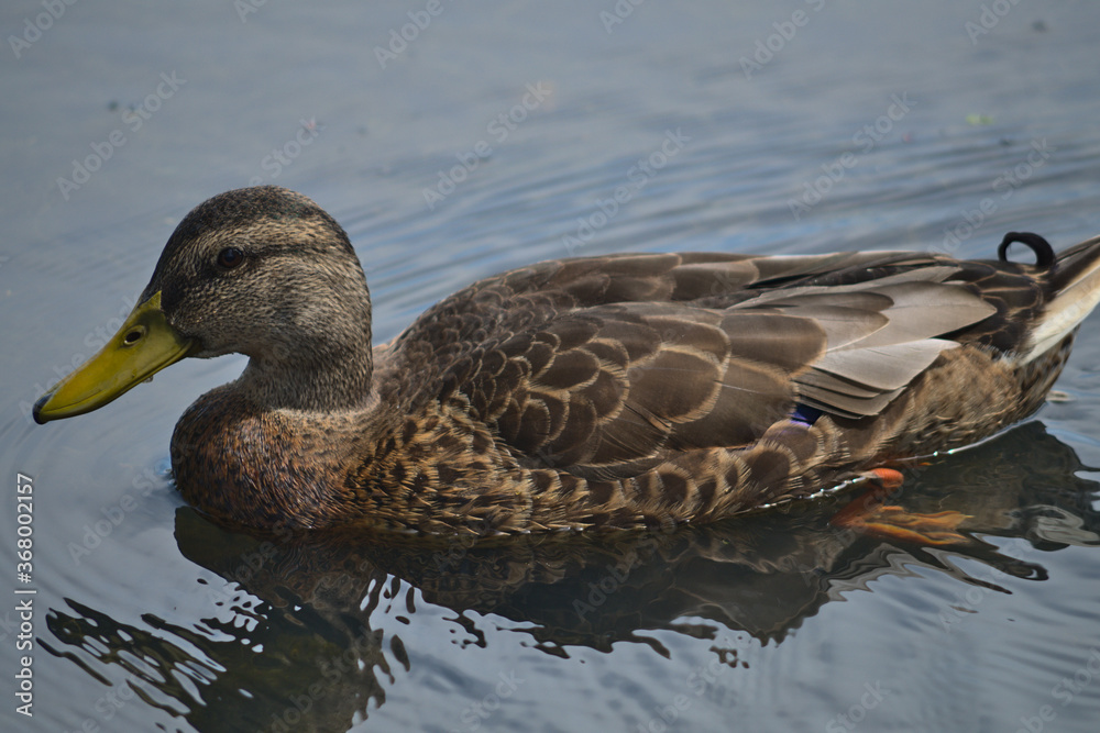 Duck in water profile Duck in water profile
