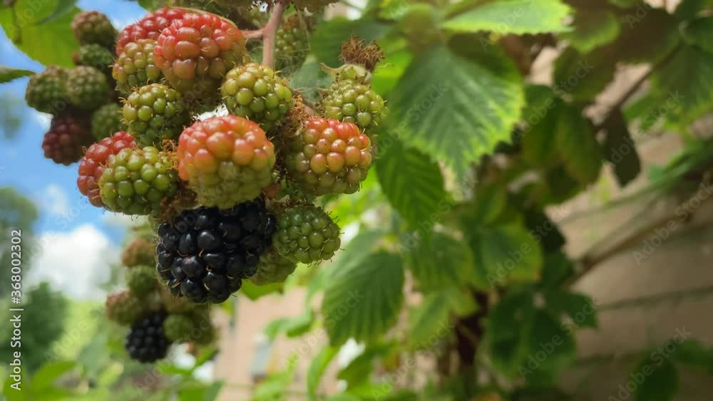 Branch of blackberry on the background of the summer blue sky. Freshness blackberries growing on the branch with leaf Branch of blackberry on the background of the summer blue sky. Freshness blackberries growing on the branch with leaf