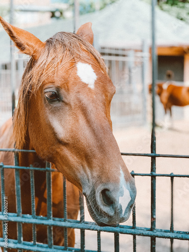 head of a horse