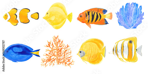 Watercolor illustration set of Clown, Butterfly, Flame Angel , Blue Tang , Yellow Tang fishes and coral reef.