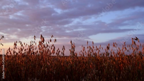 Tracking of Oat field in the sunrise. Slow motion and close up