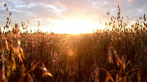 Tracking of Oat field in the sunrise. Slow motion and close up