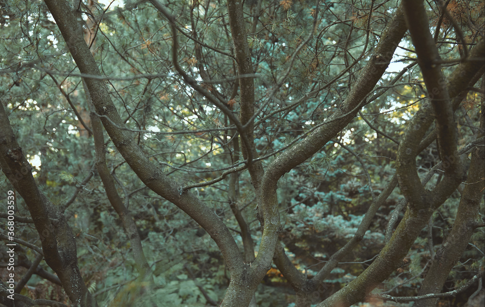 Fototapeta premium Background of tree trunks, surrounded by fern in a forest