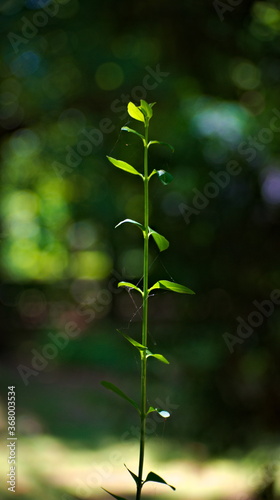 Brotes verdes