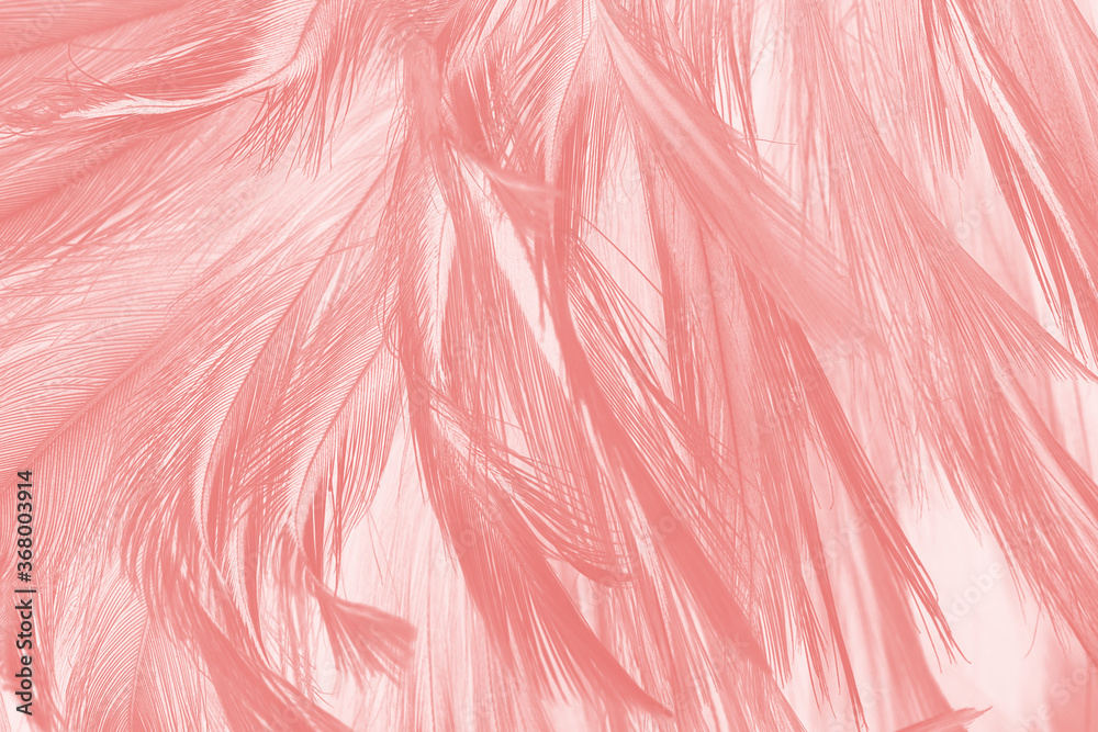 Beautiful light pink feather pattern texture background Beautiful light pink feather pattern texture background