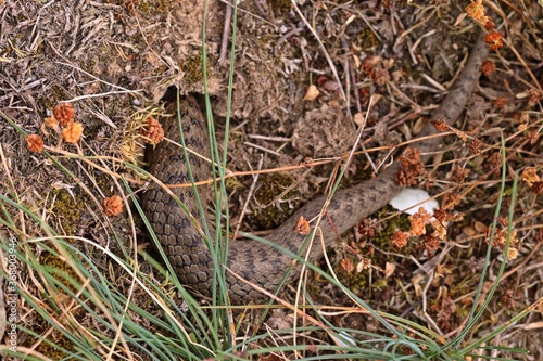 Schlingnatter (Coronella austriaca) kriecht in Mauseloch