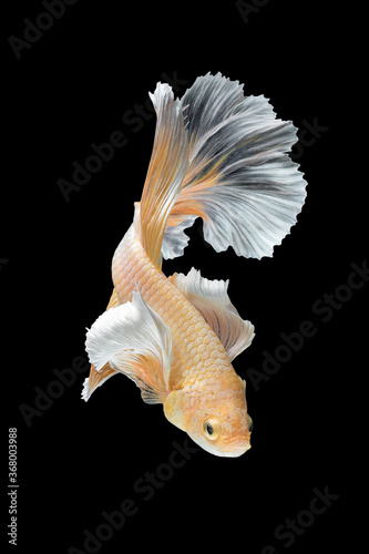Photography Close up art movement of Betta fish or Siamese fighting fish isolated on black background