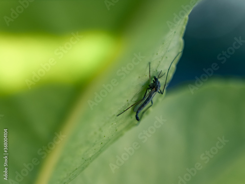 Insect on a leaf © Thanh