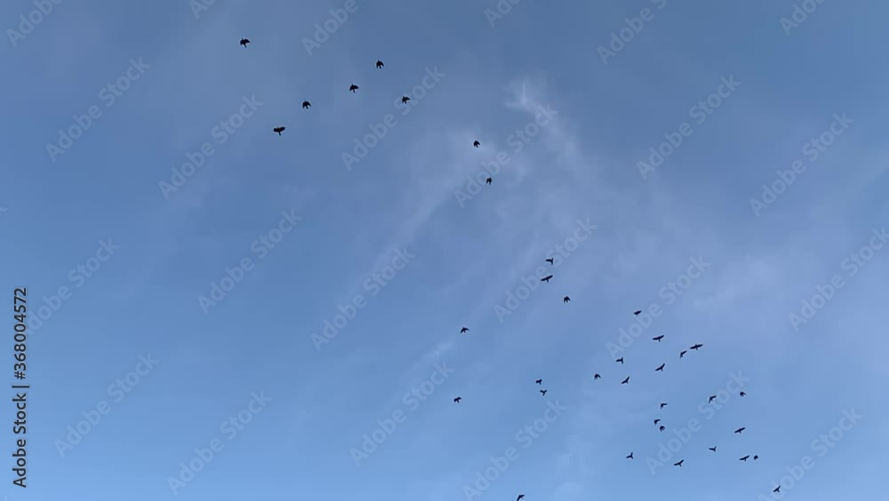 bird silhouette flying circling in the sky, a flock of crows. flock of bird flying in the blue sky slow motion birds video bird silhouette flying circling in the sky, a flock of crows. flock of bird flying in the blue sky slow motion birds video