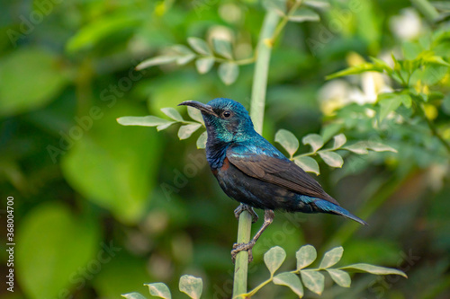 A closeup of a beautiful purple sunbird male sitting on a branch photo