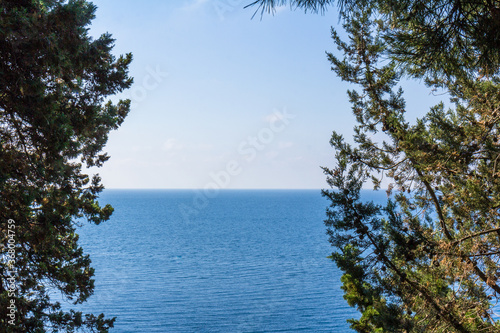 Sea and pines.Healing pine forests and fresh sea air. Blue and green colors.