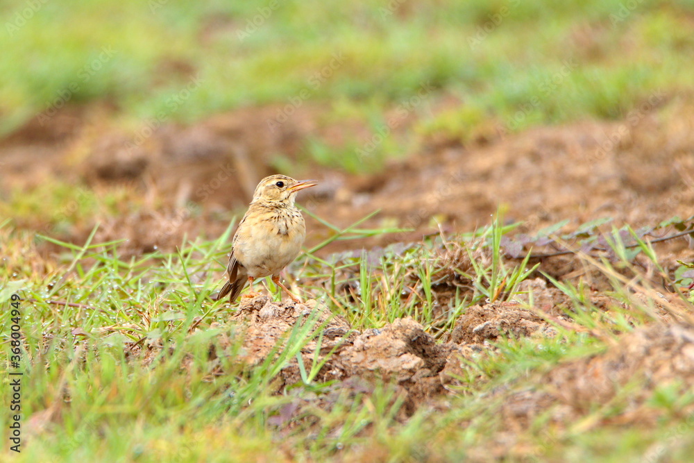 Bird on the ground Bird on the ground