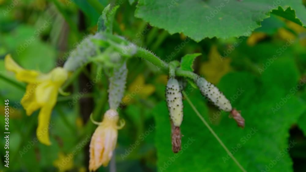 Fresh cucumbers in the greenhouse on the bed Fresh cucumbers in the greenhouse on the bed