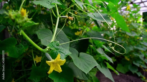 Fresh cucumbers in the greenhouse on the bed