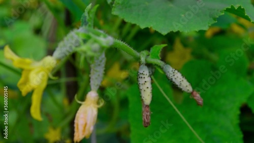 Fresh cucumbers in the greenhouse on the bed