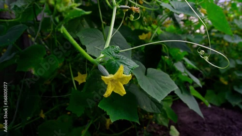 Fresh cucumbers in the greenhouse on the bed