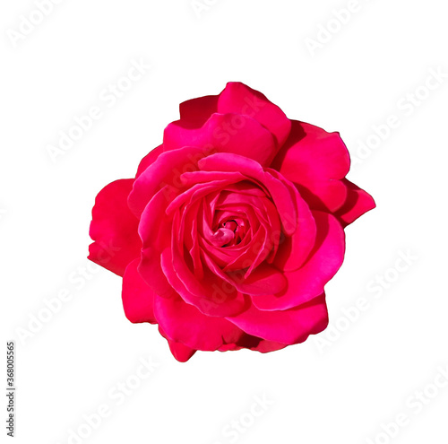 Beauty bright red rose isolated on white background top view