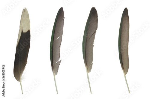 Beautiful colorful collection feather isolated on white background