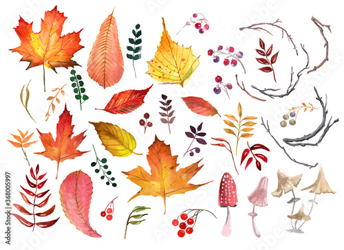 Set of autumn leaves  berries  mushrooms and branches on white background. Watercolor illustration 