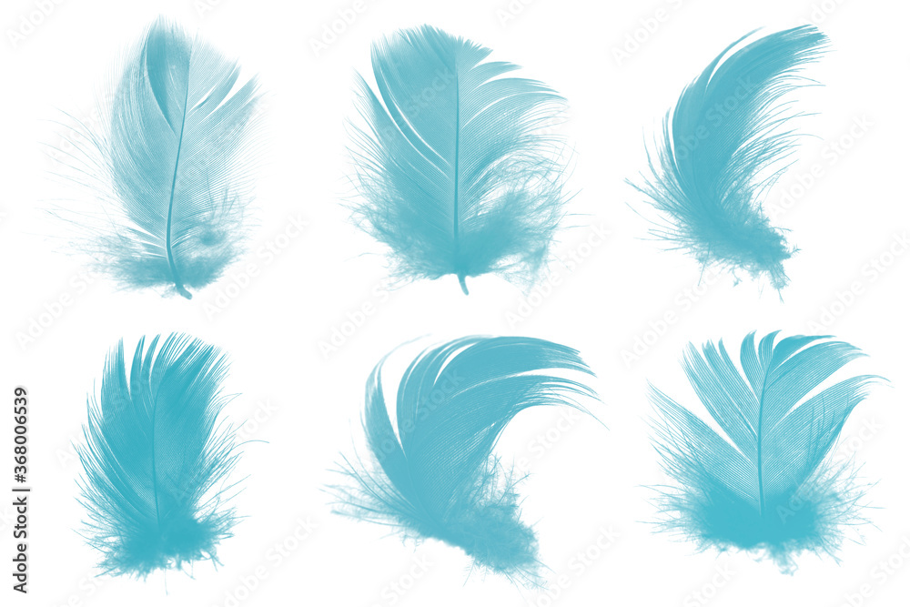 Beautiful collection green turquoise colors tone feather isolated on white background
