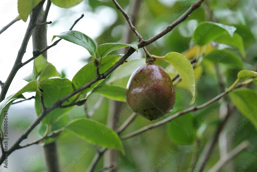 After the rain, the rounded fruit in the tree