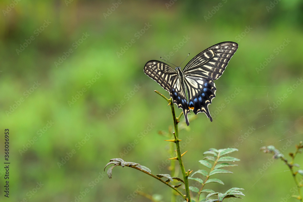 A lone swallowtail butterfly perched on a flower in a field A lone swallowtail butterfly perched on a flower in a field