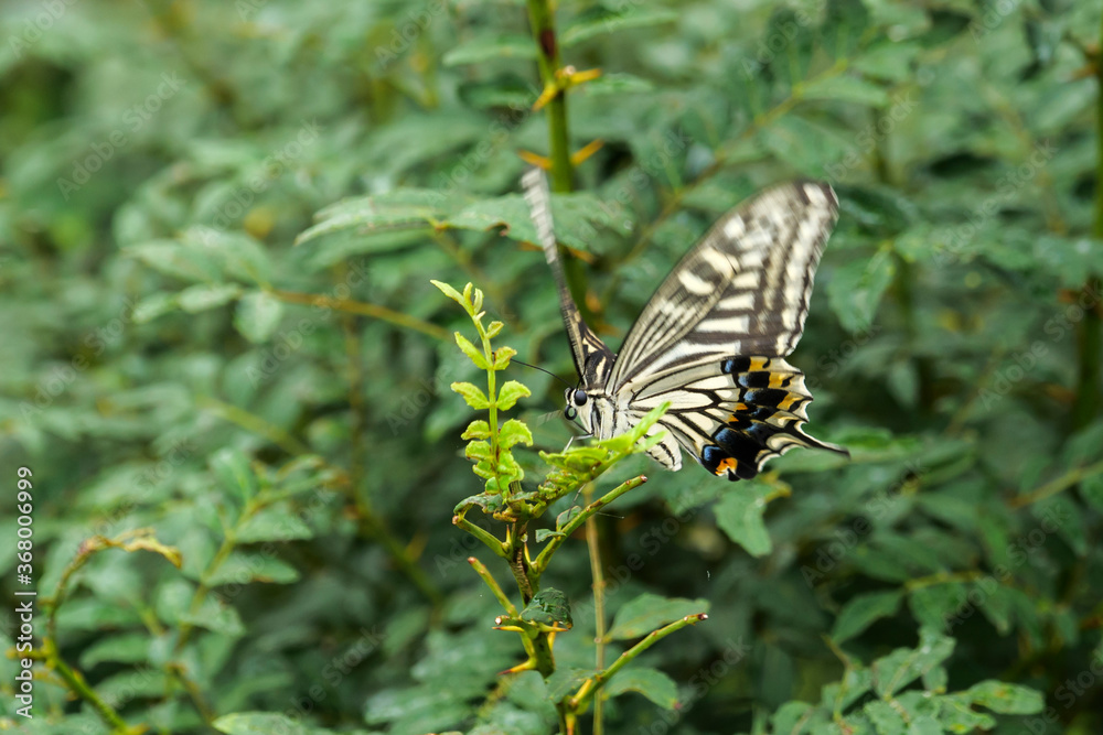A lone swallowtail butterfly perched on a flower in a field A lone swallowtail butterfly perched on a flower in a field