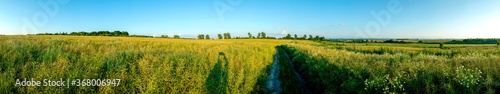 Panorama of ripe rapeseed in summer landscape. Agriculture, ecology.