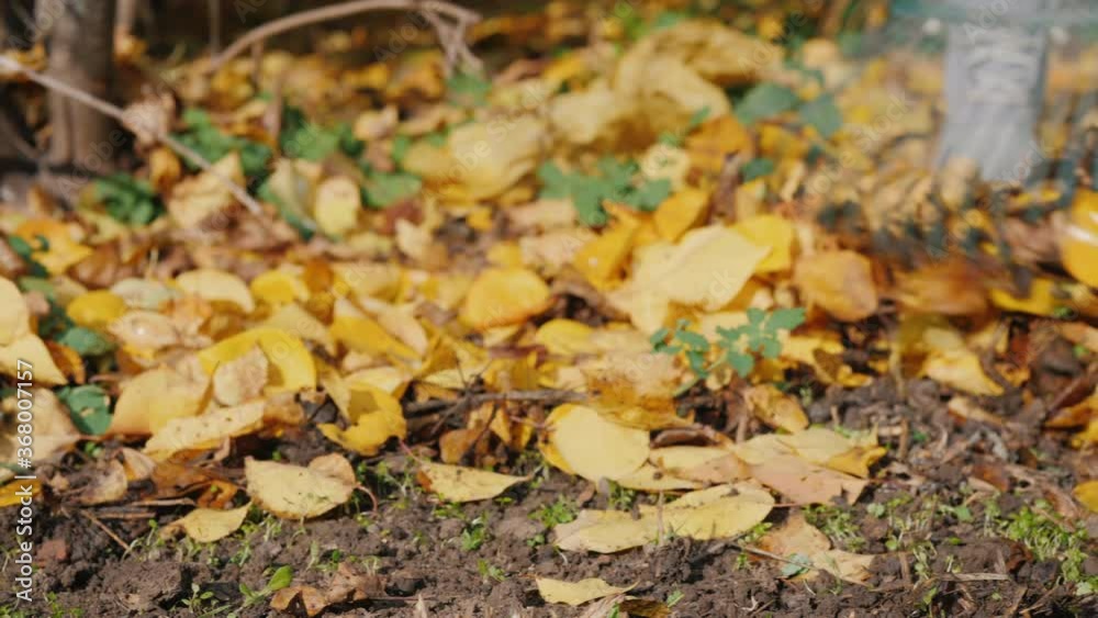Rake raking fallen leaves in the garden Rake raking fallen leaves in the garden