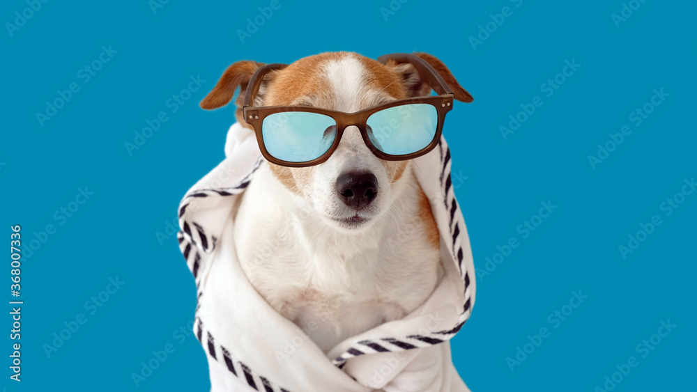 Cute jack russell terrier dog in sunglasses and a bathrobe resting on blue background