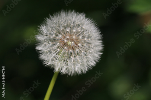 Round fluffy Dandelion seed head  Taraxacum officinale   blowball or clock  close-up  on a natural green background 