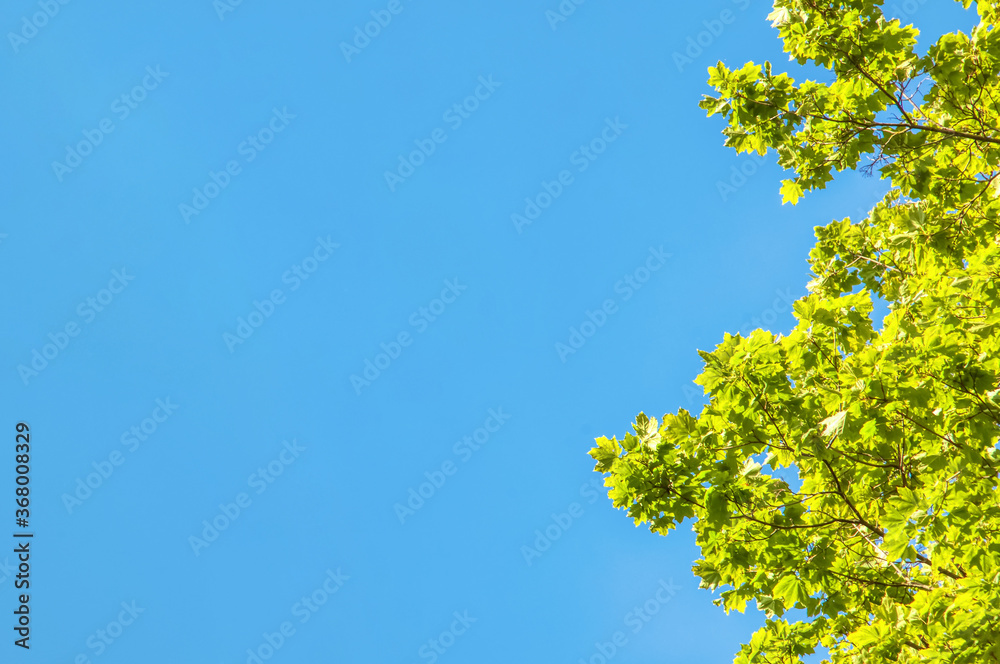 Oak branches against a bright blue sky. Green oak leaves on a Sunny summer day. Oak branches against a bright blue sky. Green oak leaves on a Sunny summer day.