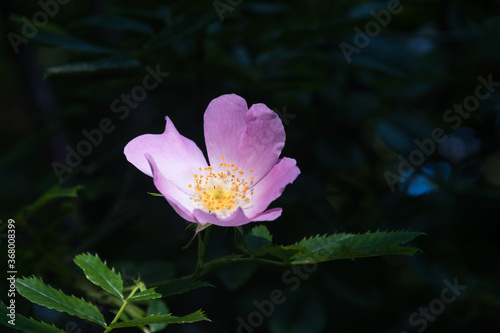 Pink wild rose flower head