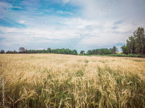 Golden barley field near the road on a sunny day in Russia.