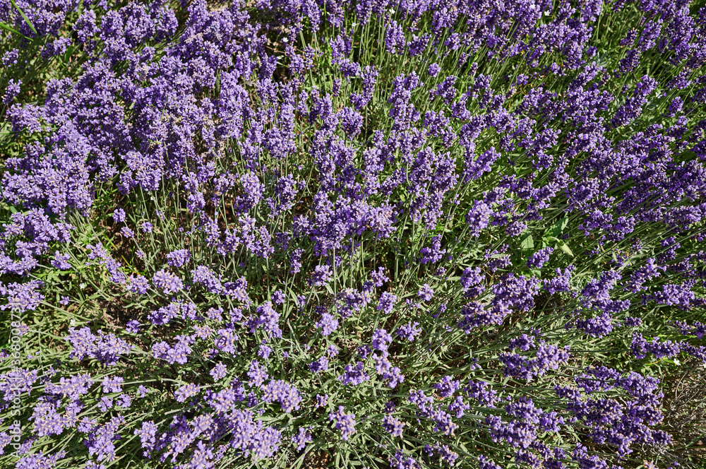 Purple lavender flower