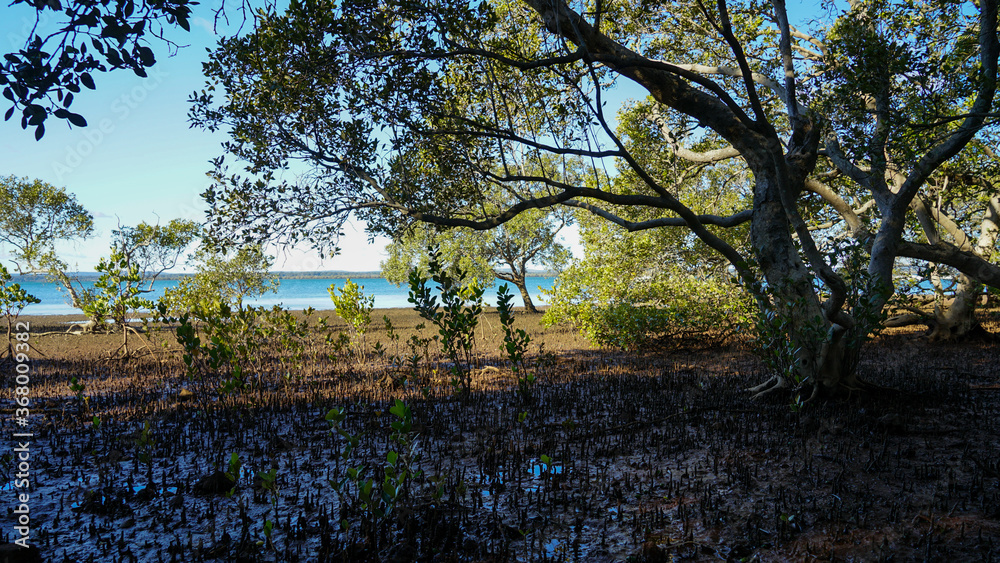 View Through Mangroves Growing On Red Mud Flats To The Blue Sea And ...