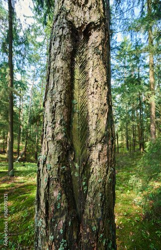 Cut on tree trunk