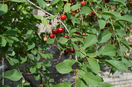 red cherries on a tree