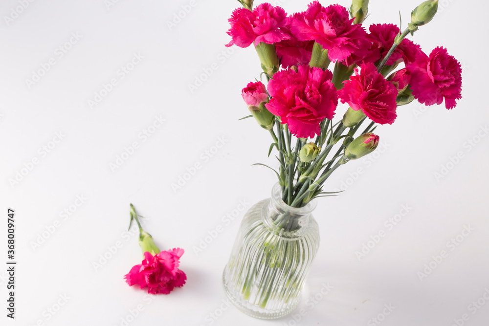 Obraz premium beautiful pink carnation flower isolated on white background.